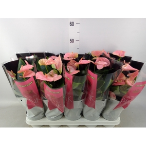 Anthurium andr. 'Sweet Dream'