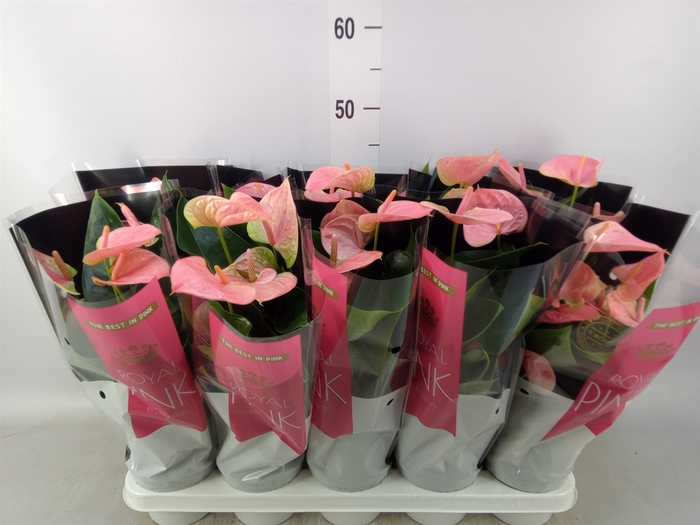 <h4>Anthurium andr. 'Sweet Dream'</h4>