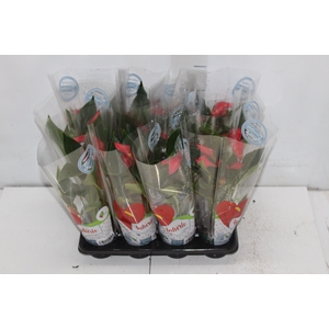 ANTHURIUM TRILLIONS RED P06