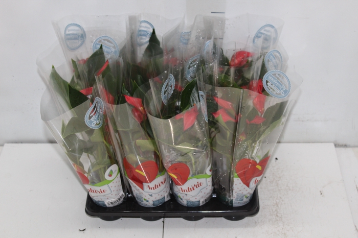 <h4>ANTHURIUM TRILLIONS RED P06</h4>