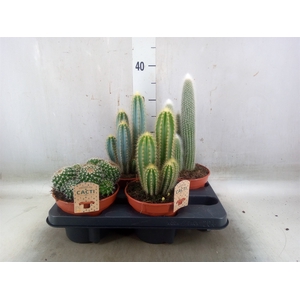 Cactus   ...mix
