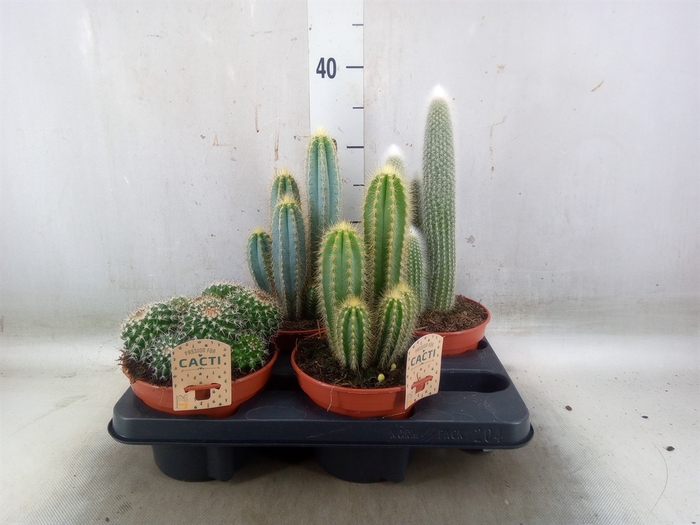 <h4>Cactus   ...mix</h4>