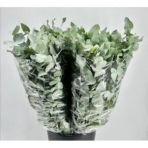 Euc. Cinerea A1 Da Vinci