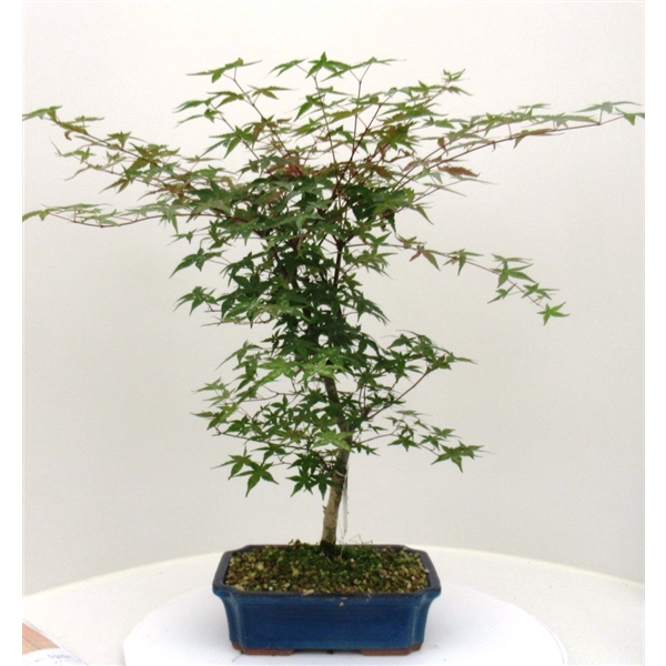<h4>Acer palmatum Deshojo, 25 cm.</h4>