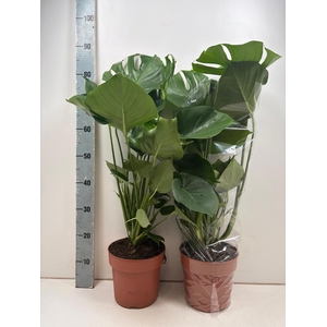 MONSTERA DELICIOSA