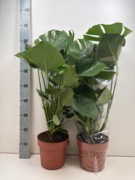 <h4>MONSTERA DELICIOSA</h4>