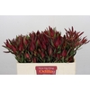 Leucadendron Saf Sunset Dark R.Spray