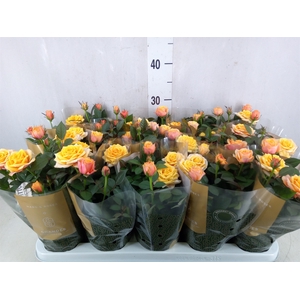 Rosa  'Firebird Kordana Grande'