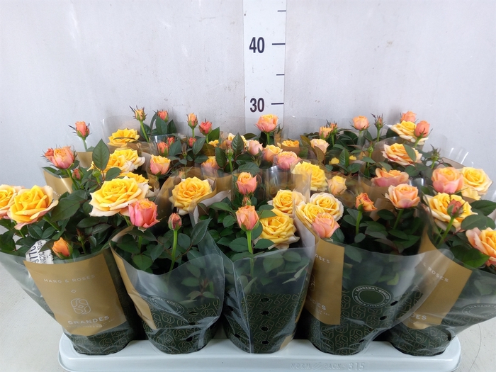 <h4>Rosa  'Firebird Kordana Grande'</h4>
