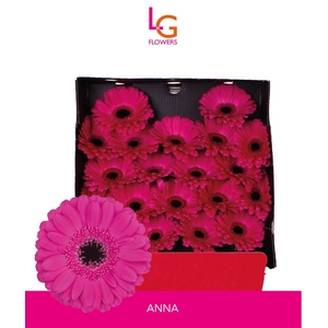 Ge Mi Anna - Fust 575