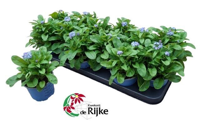 <h4>MYOS SY MON AMIE</h4>