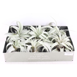 arr3 CP - Xerographica x6