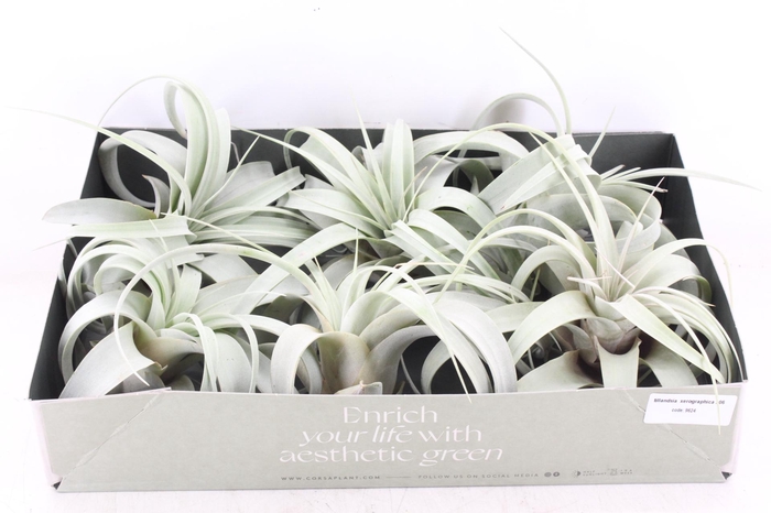 <h4>arr3 CP - Xerographica x6</h4>