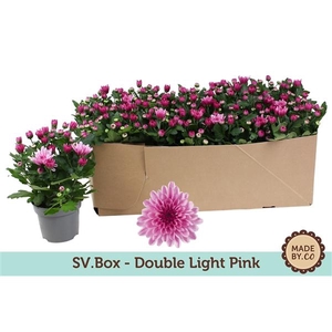 Chrysant Double Light Pink in SV.Box
