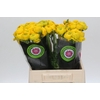 Ranunculus Charm Yellow