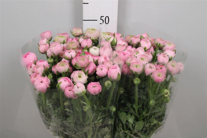 <h4>Ran El Pink</h4>