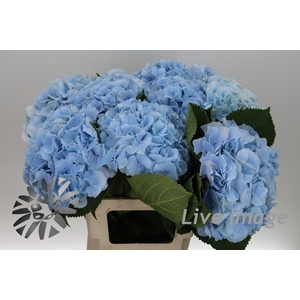 Hydrangea verena blue