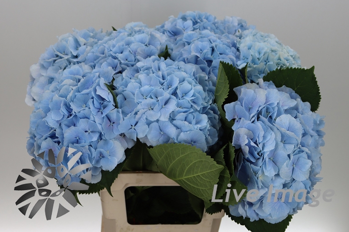 <h4>Hydrangea verena blue</h4>