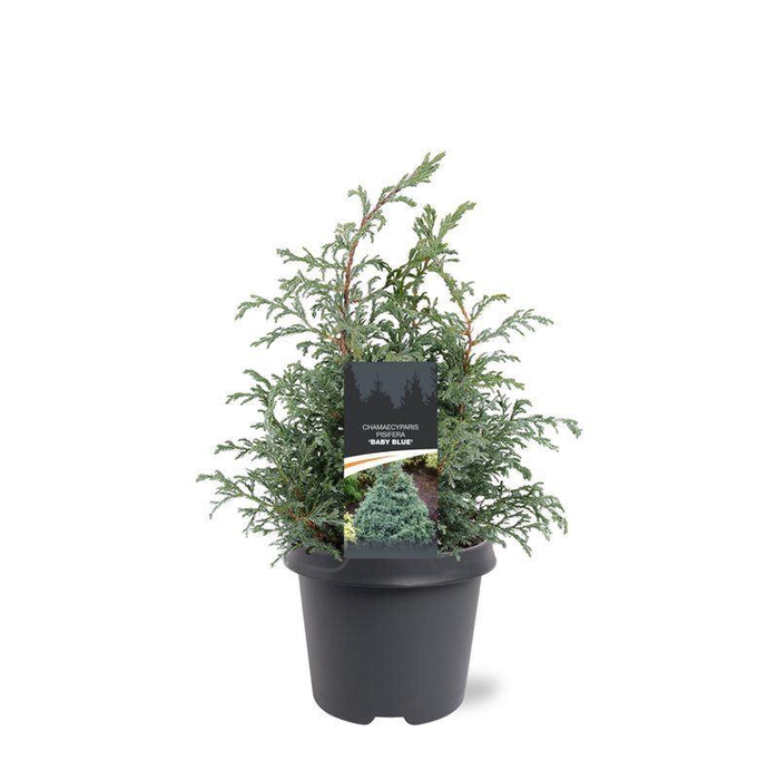 <h4>Chamaecyparis Baby Blue</h4>