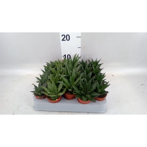 Aloe   ...mix