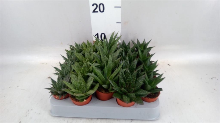 <h4>Aloe   ...mix</h4>
