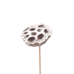 Lotus O/s Nat H Snow