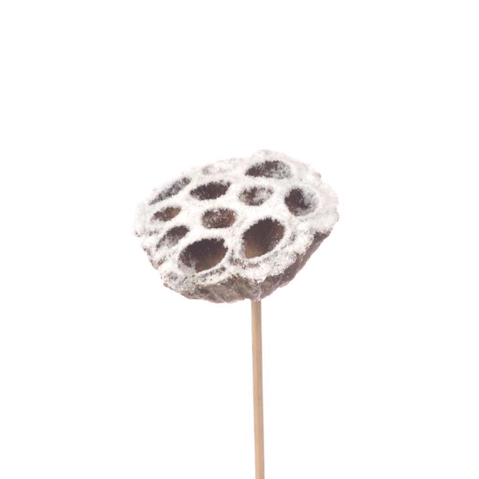 <h4>Lotus O/s Nat H Snow</h4>