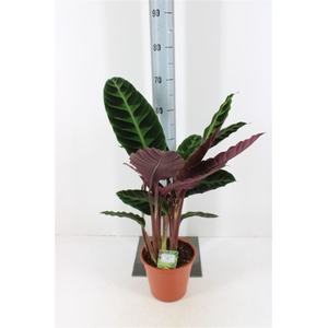 Calathea Warscewiczii P19