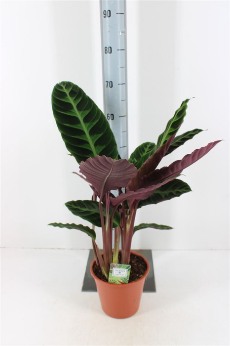 Calathea Warscewiczii P19