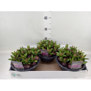 Hyacinthus orie.   ...