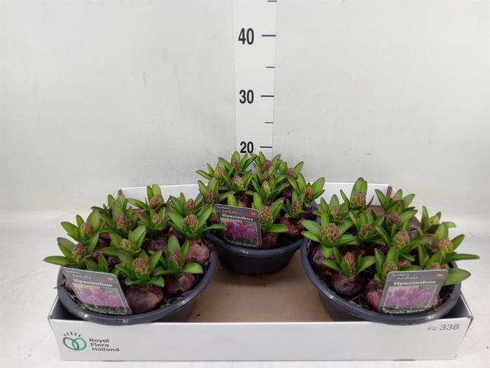 <h4>Hyacinthus orie. ...</h4>