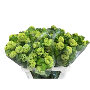 VIBURNUM ROSEUM (SNEEUWBAL) 4BL