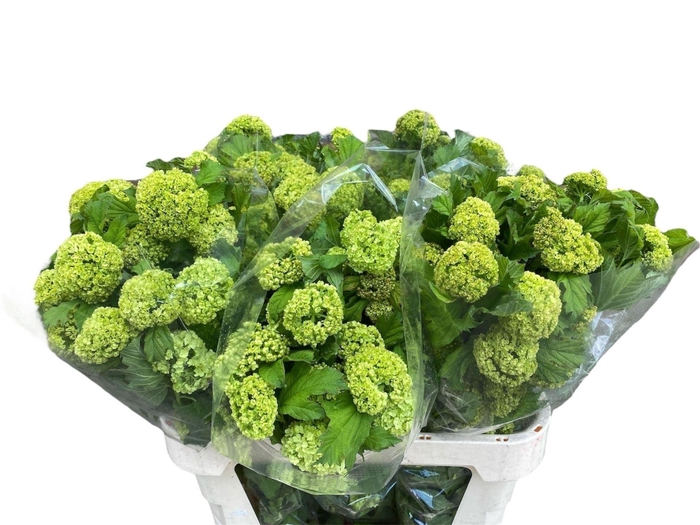 <h4>VIBURNUM ROSEUM (SNEEUWBAL) 4BL</h4>