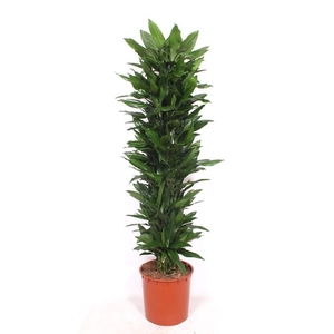 Dracaena Janet Lind