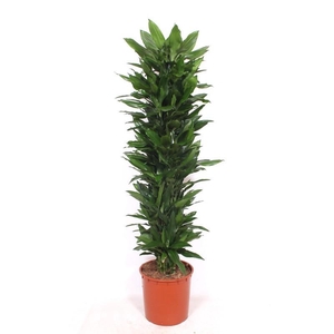 Dracaena Janet Lind