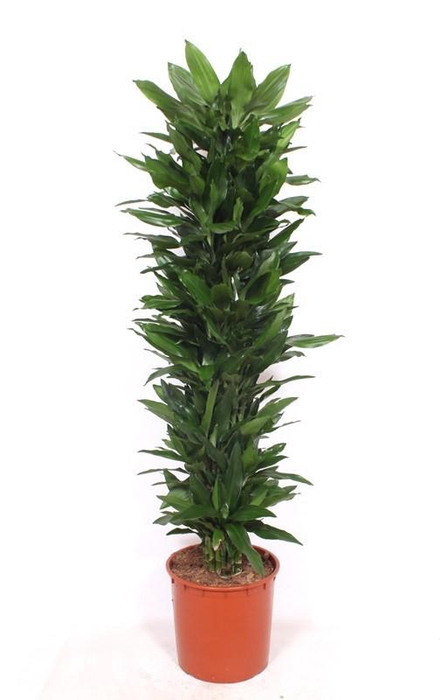 <h4>Dracaena Janet Lind</h4>