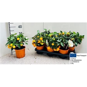 Citr Microcarpa 5 Fruits