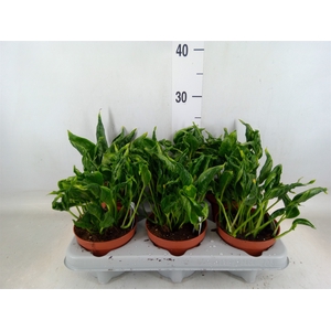 Epipremnum   ...