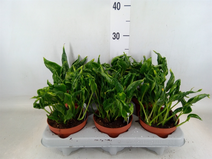 <h4>Epipremnum   ...</h4>