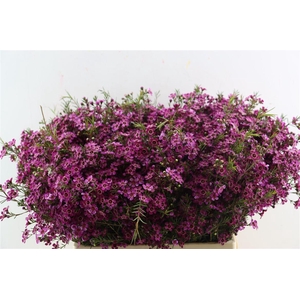 Cham Purple Rotem