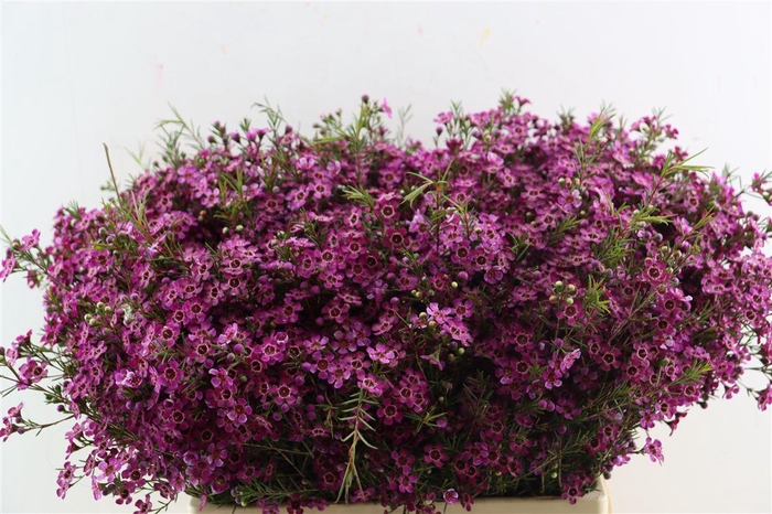 <h4>Cham Purple Rotem</h4>