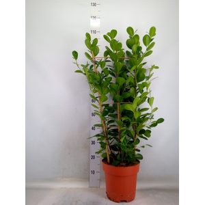 Ficus microcarpa 'Moclame'