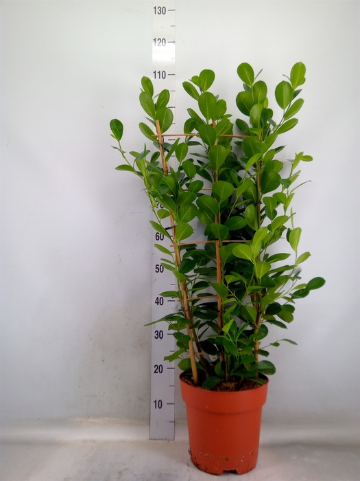 <h4>Ficus microcarpa 'Moclame'</h4>