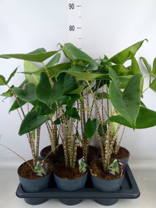 <h4>Alocasia zebrina</h4>