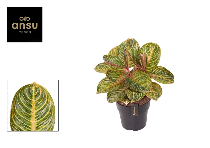 <h4>Aglaonema Tourmaline Gold</h4>