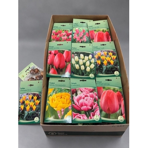 BLOEMBOL TULIPA