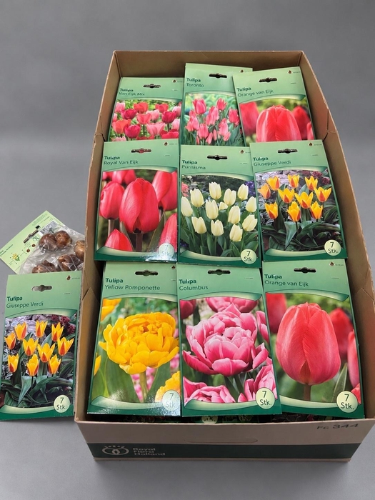 <h4>BLOEMBOL TULIPA</h4>