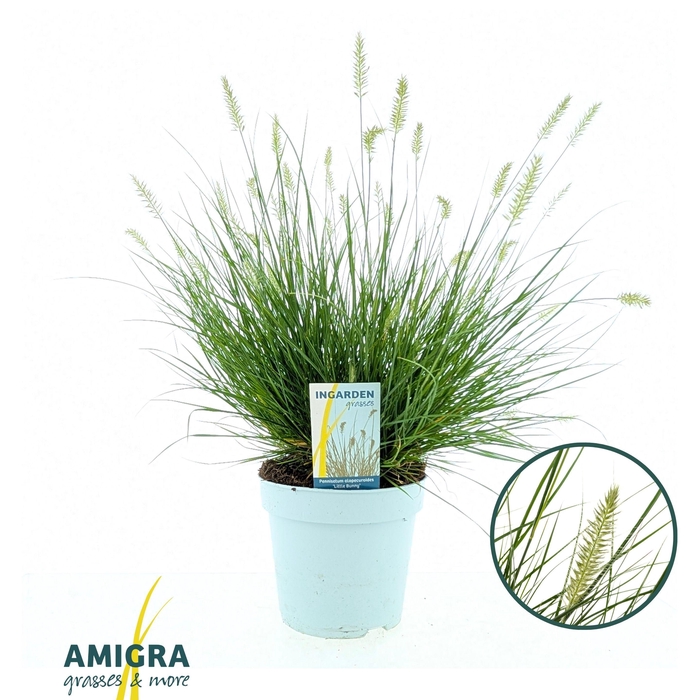 <h4>Pennisetum alop. 'Little Bunny'</h4>