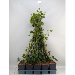 Hedera hibernica