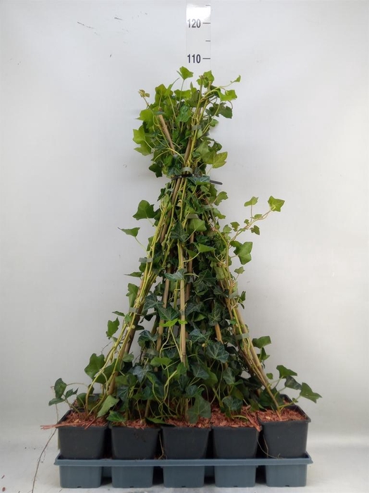 <h4>Hedera hibernica</h4>